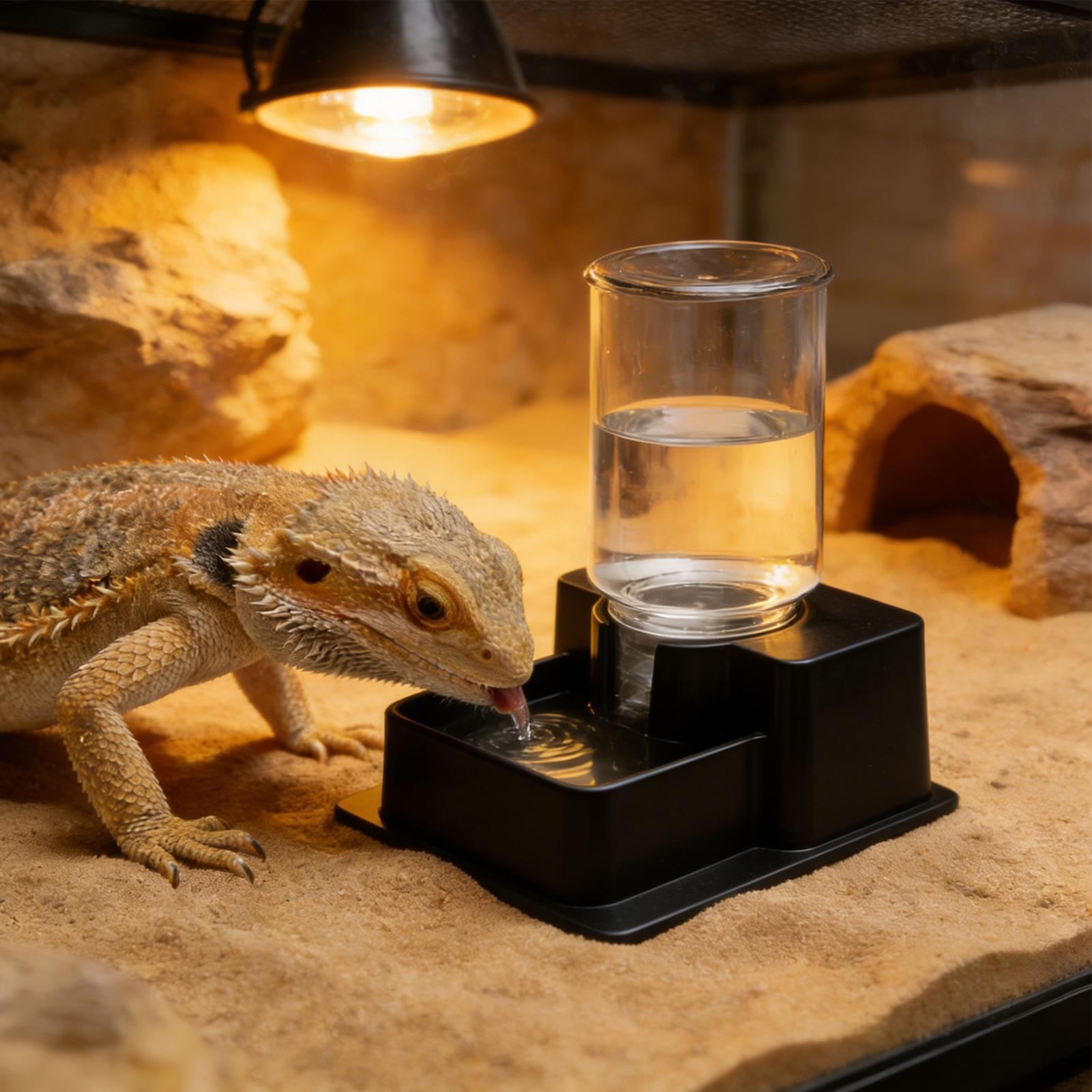 Sakallı Ejder Su Pınarı Sürüng - Water Dish Reptile incelemesi ve fiyatı
